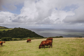 Red Ruby Cattle, Porlock