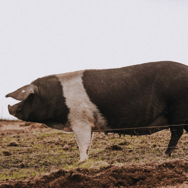 The Vanishing Pig: What's Happened to our Native Breeds?