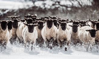 Changing Seasons at Pipers Farm - A message from Harry, our Managing Director