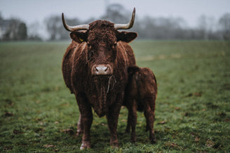 Pipers Farm Grass Fed Beef