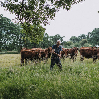 Red Ruby Cattle, Cullompton