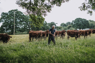 Red Ruby Cattle, Cullompton