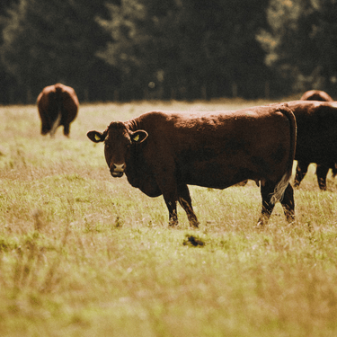 Carnivore vs Vegan, is it Time to Change the Debate?