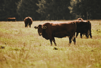 Carnivore vs Vegan, is it Time to Change the Debate?