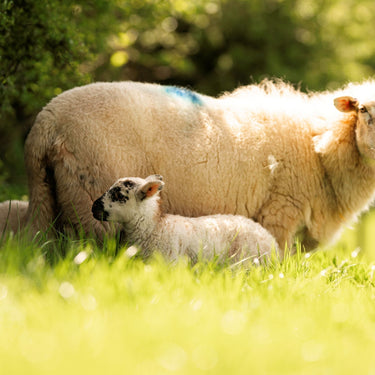 Lamb, Hogget or Mutton? What's the difference?