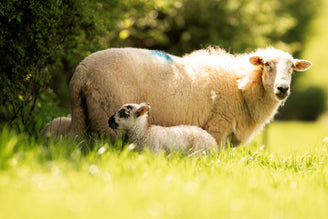 Lamb, Hogget or Mutton? What's the difference?