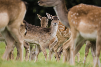 Bambi or Beast, a Lovely Feast
