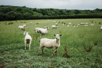 The Cull Yaw Mutton Story