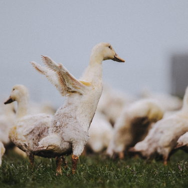 Why you Should Buy Free Range Duck