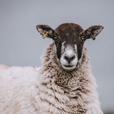 The True Cost of Wool
