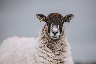 The True Cost of Wool