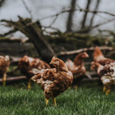 Chicken, Shouldn't Cost the Earth