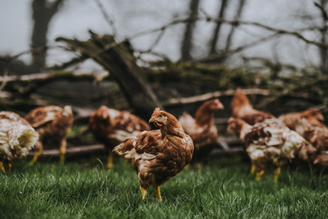 Chicken, Shouldn't Cost the Earth