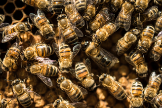 5 Things you Can Do to Save Bees