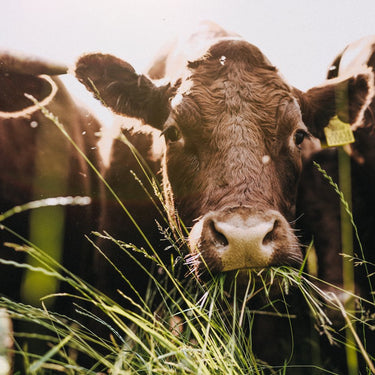 Herbs for Herbivores, Why All Grass is Not Equal