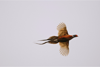 How to Buy Game Sustainably