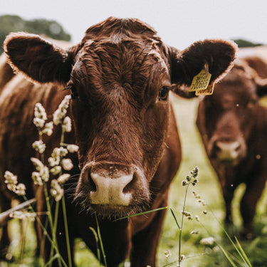 Why ‘Grass-Fed’ Really Means Better