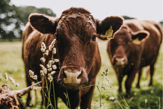 Why ‘Grass-Fed’ Really Means Better