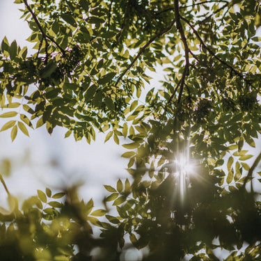 Savouring the Solstice - A Celebration of Light, Land and Local Food
