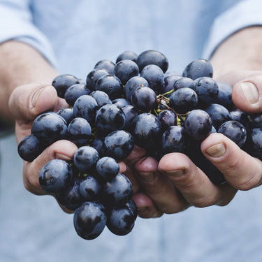 What is Biodynamic, Organic & Regenerative Wine?