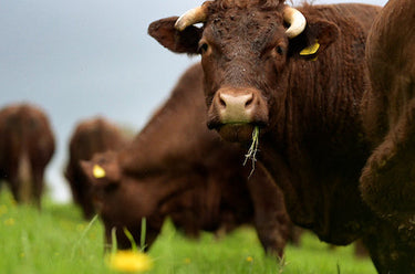 What Is Mob Grazing?