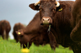 What Is Mob Grazing?