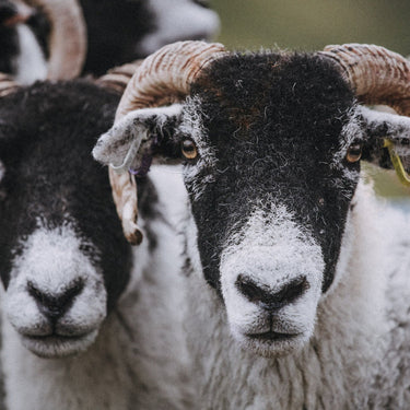 Edenmoor is almost here – everything you need to know