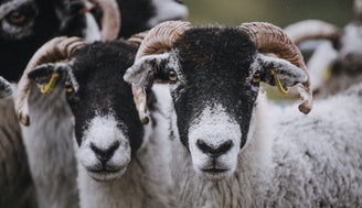 Edenmoor is almost here – everything you need to know