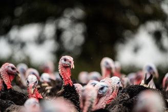 The History of the Christmas Turkey
