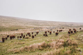 Red Ruby Cattle, Cornwood