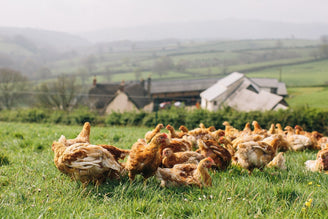 Chicken, What a Waste