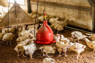 What is Avian Flu?