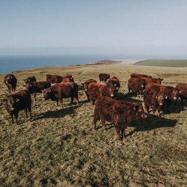 Red Ruby Cattle, Bude