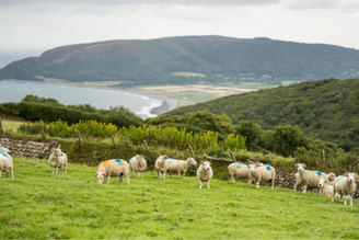 'Eat it to Keep it' the Survival of the Exmoor Horn