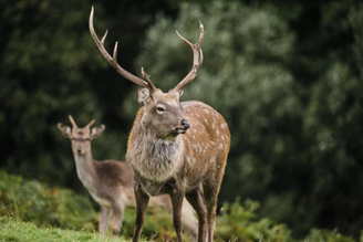 Dartmoor Venison in an Ancient Woodland