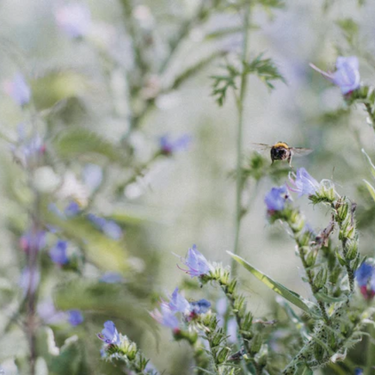 Wildflowers at Pipers Farm