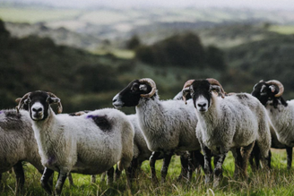 Lamb, Hogget or Mutton? What's the difference?