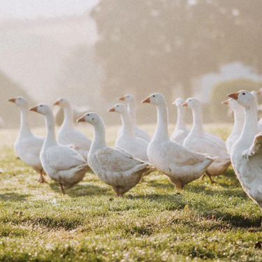 The Story of the Christmas Goose