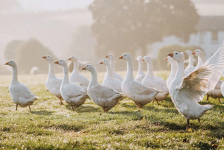 The Story of the Christmas Goose