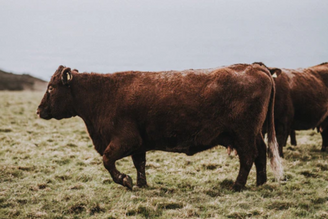 What on Earth Should We Eat?