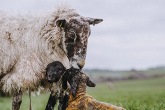 Lambing 'Live'