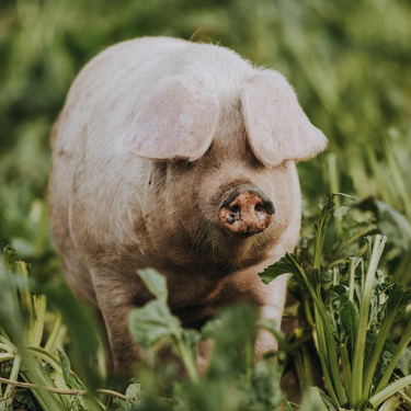 Farm Pigs vs Industrial Pigs - What's the Difference?
