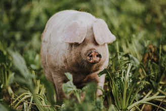 Farm Pigs vs Industrial Pigs - What's the Difference?