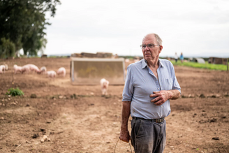 British Pig Farmers Facing 'Worst Crisis in Decades'