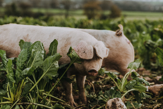 How we Rear a Pipers Farm Pig