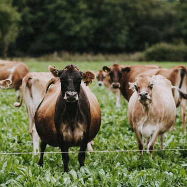 Pipers Farm Journal | Sustainable Farming