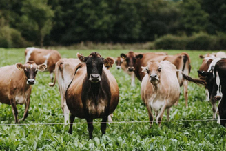 Pipers Farm Journal | Sustainable Farming