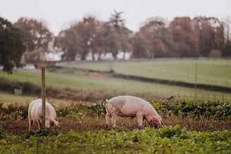 Our Thoughts on the National Food Strategy