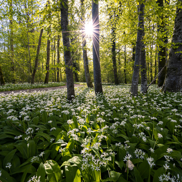 Spring Foraging: Wild Garlic | Pipers Farm The Journal | Sustainable Seasonal Living Eating Cooking Recipes