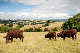 How We Feed Ourselves | Pipers Farm Journal | Farming Comment